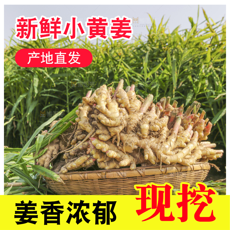 小黄姜产地