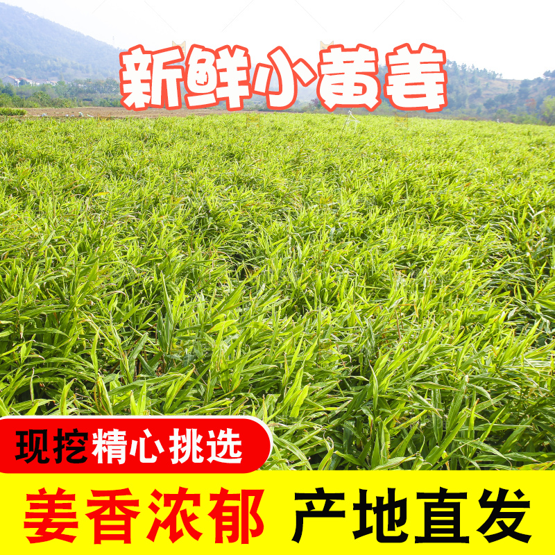 小黄姜产地