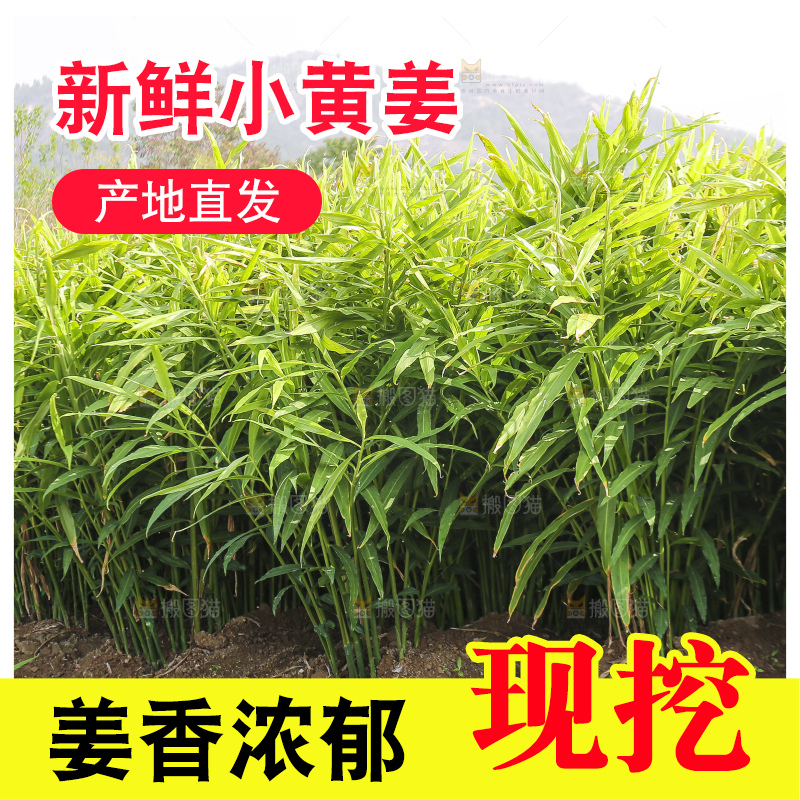 小黄姜产地