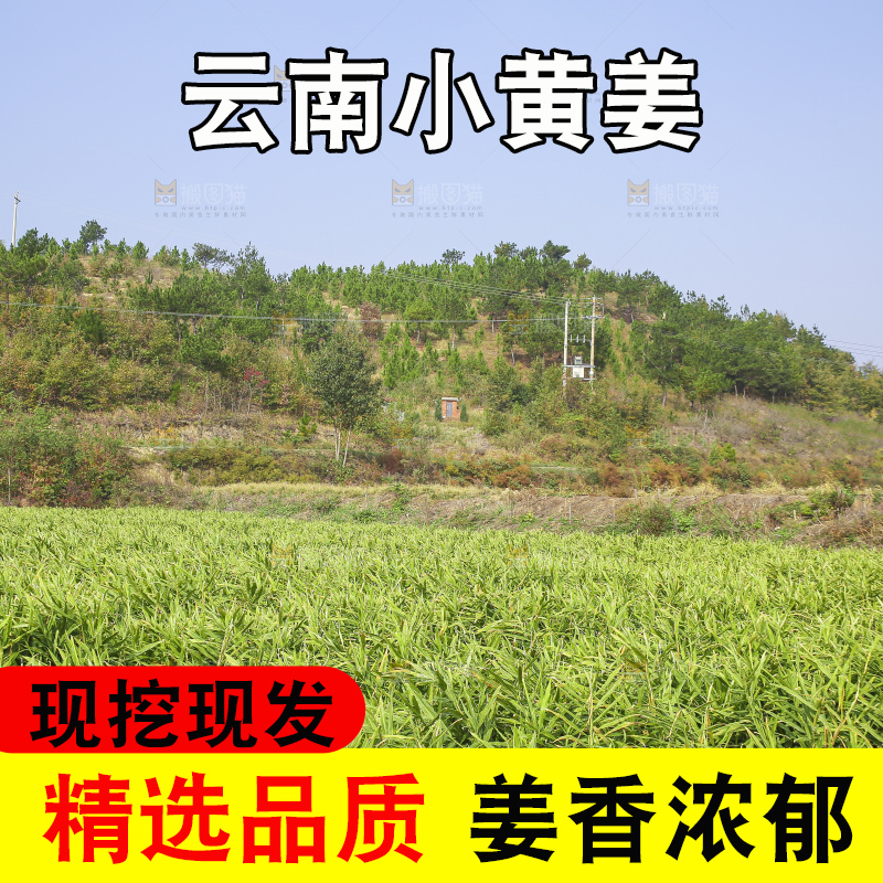 小黄姜产地