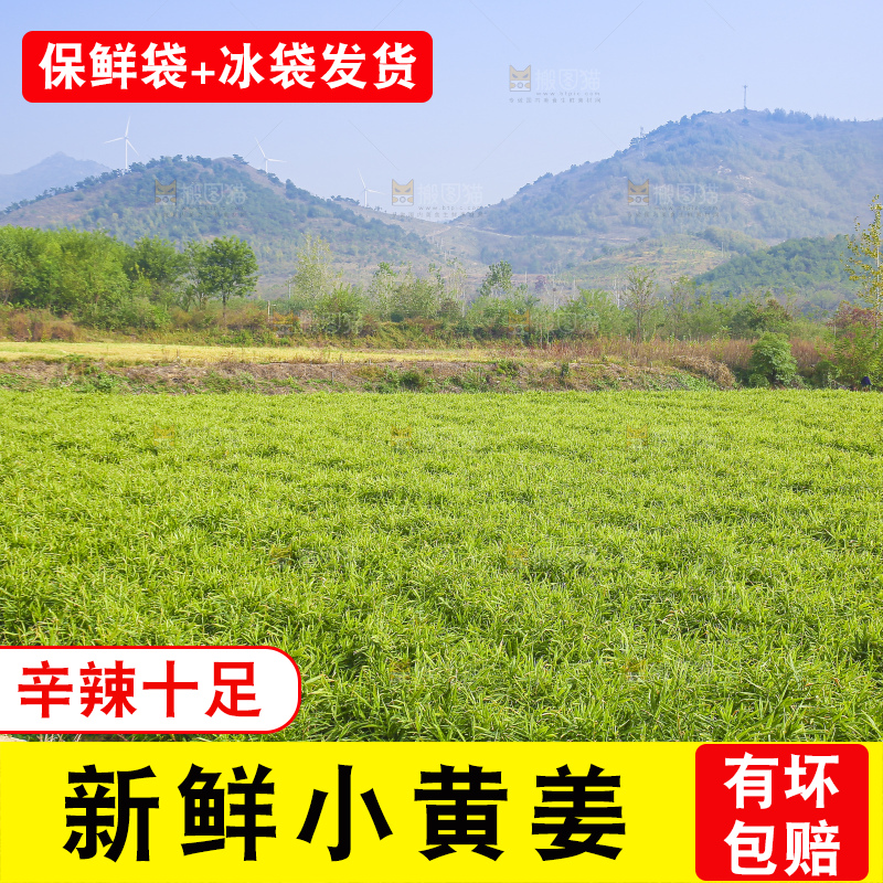 小黄姜产地