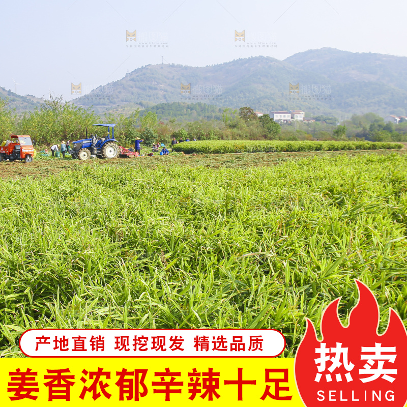 小黄姜产地