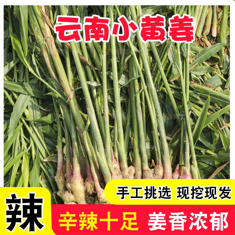 小黄姜产地