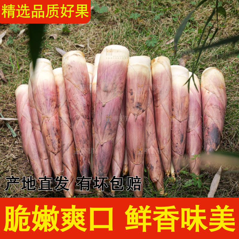 手里拿着新鲜的雷竹笋