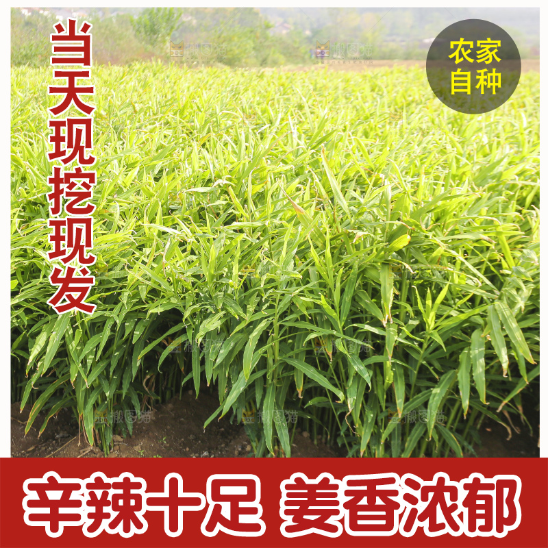 小黄姜产地
