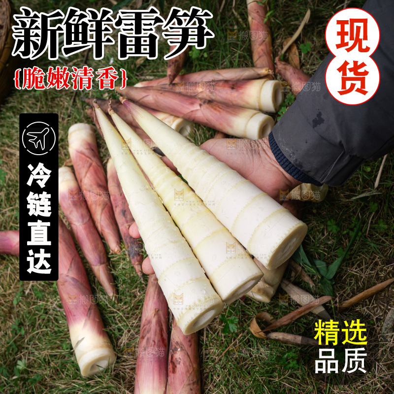 手里拿着新鲜的雷竹笋