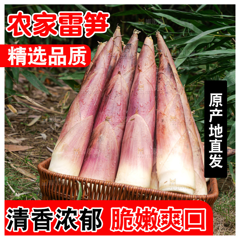 手里拿着新鲜的雷竹笋