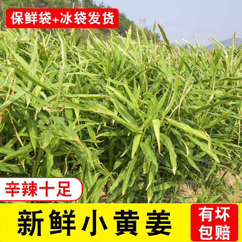 小黄姜产地