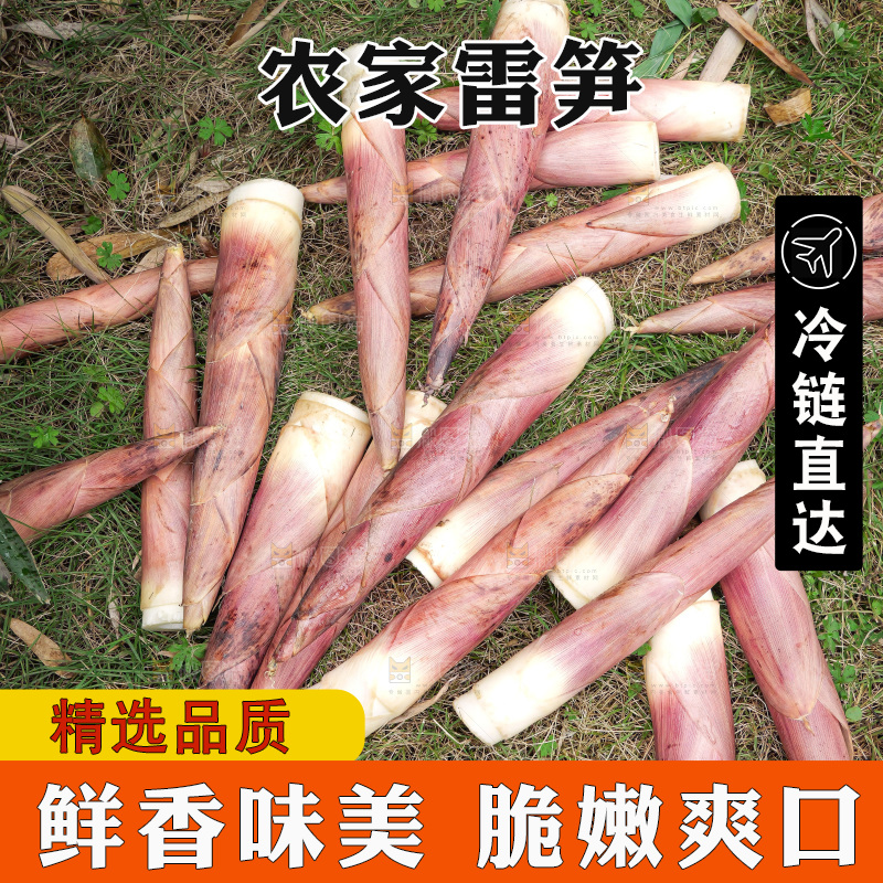 手里拿着新鲜的雷竹笋