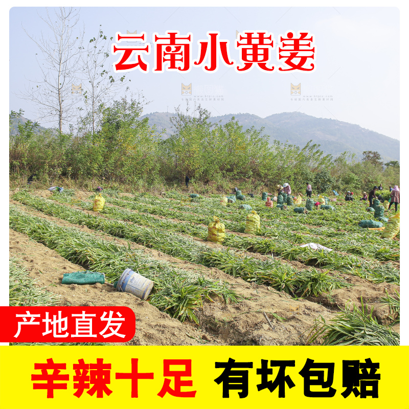 小黄姜产地