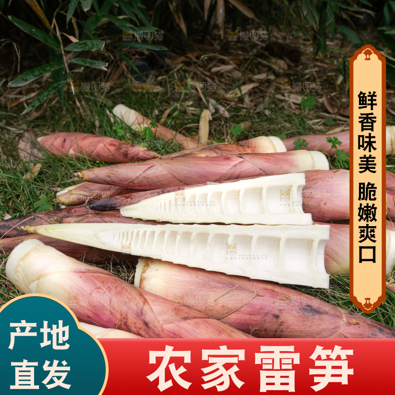 手里拿着新鲜的雷竹笋