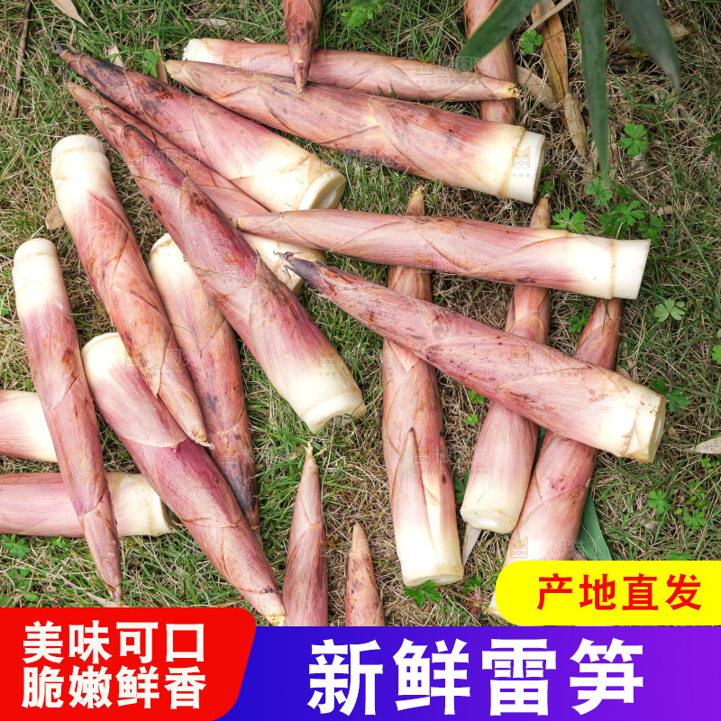 手里拿着新鲜的雷竹笋