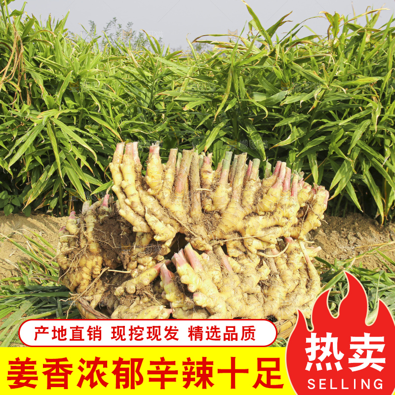 小黄姜产地