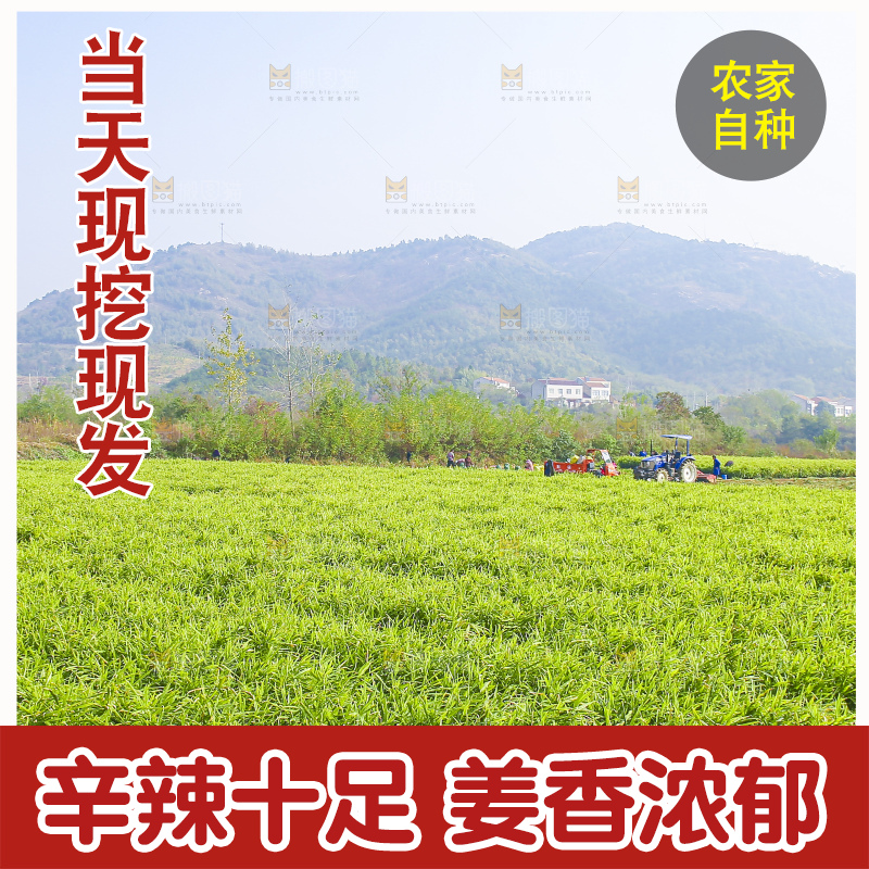 小黄姜产地