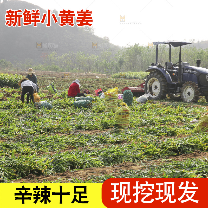 小黄姜产地