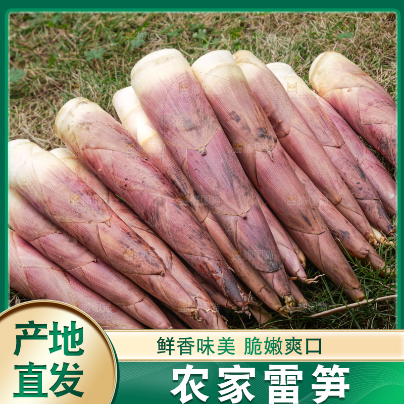 手里拿着新鲜的雷竹笋