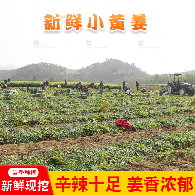 小黄姜产地