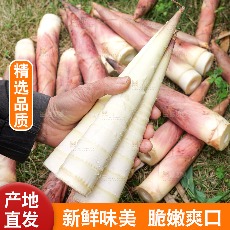 手里拿着新鲜的雷竹笋