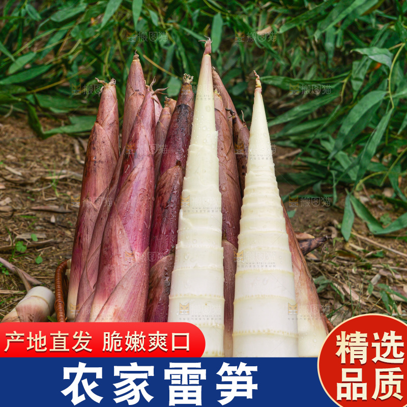 手里拿着新鲜的雷竹笋