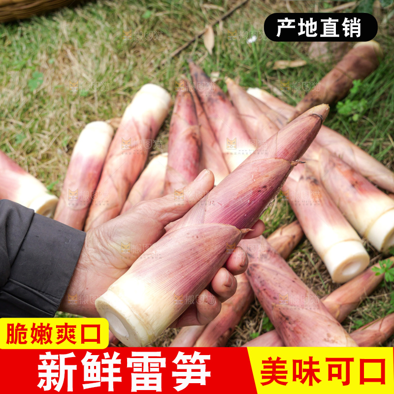 手里拿着新鲜的雷竹笋