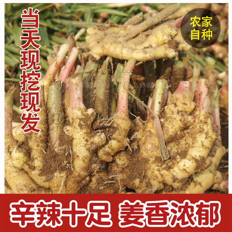 小黄姜产地