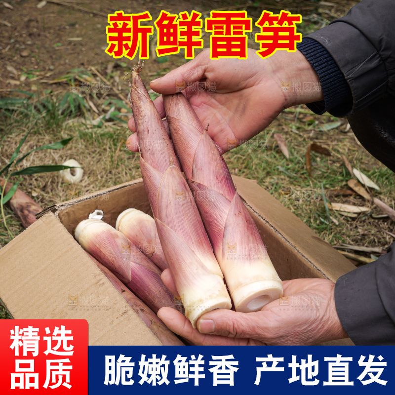 手里拿着新鲜的雷竹笋
