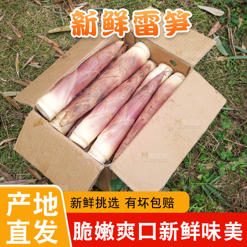 手里拿着新鲜的雷竹笋