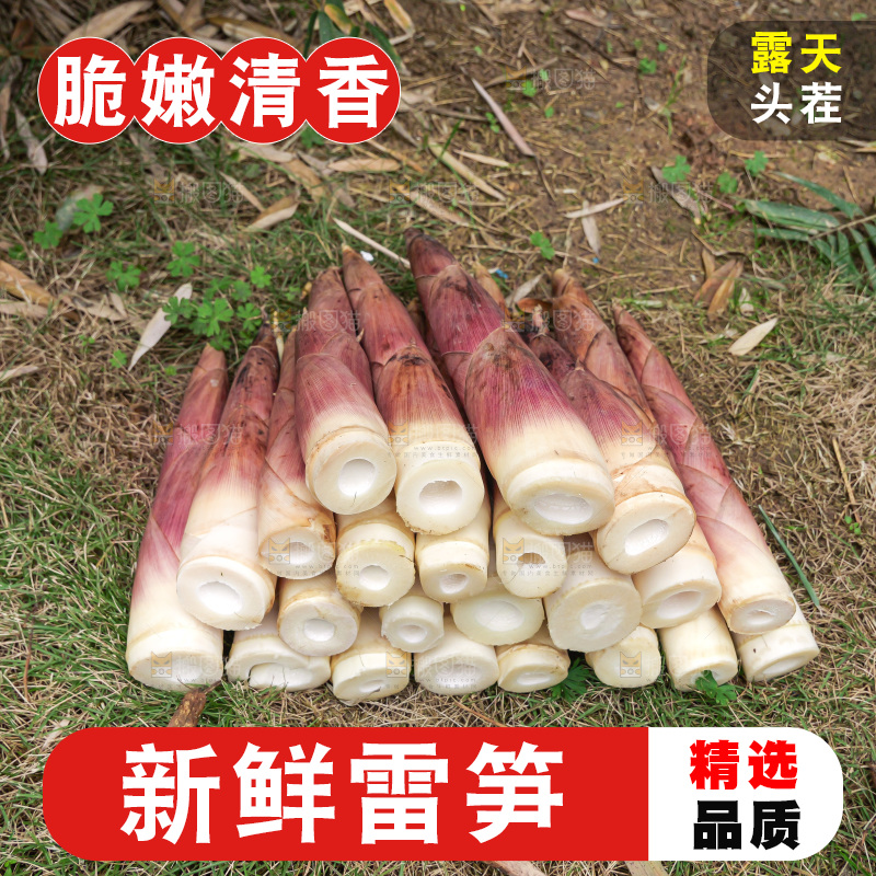 手里拿着新鲜的雷竹笋