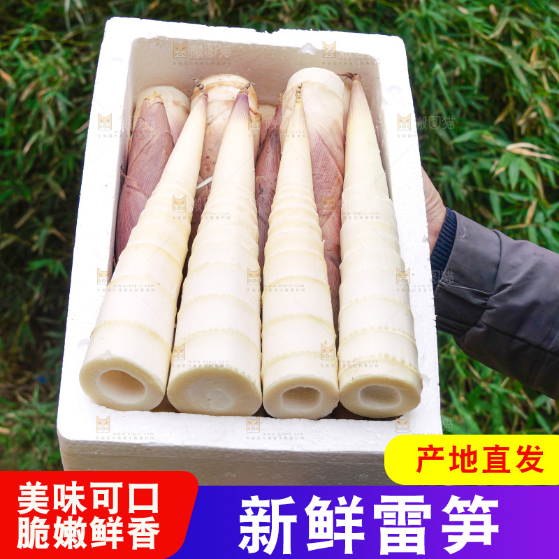 手里拿着新鲜的雷竹笋