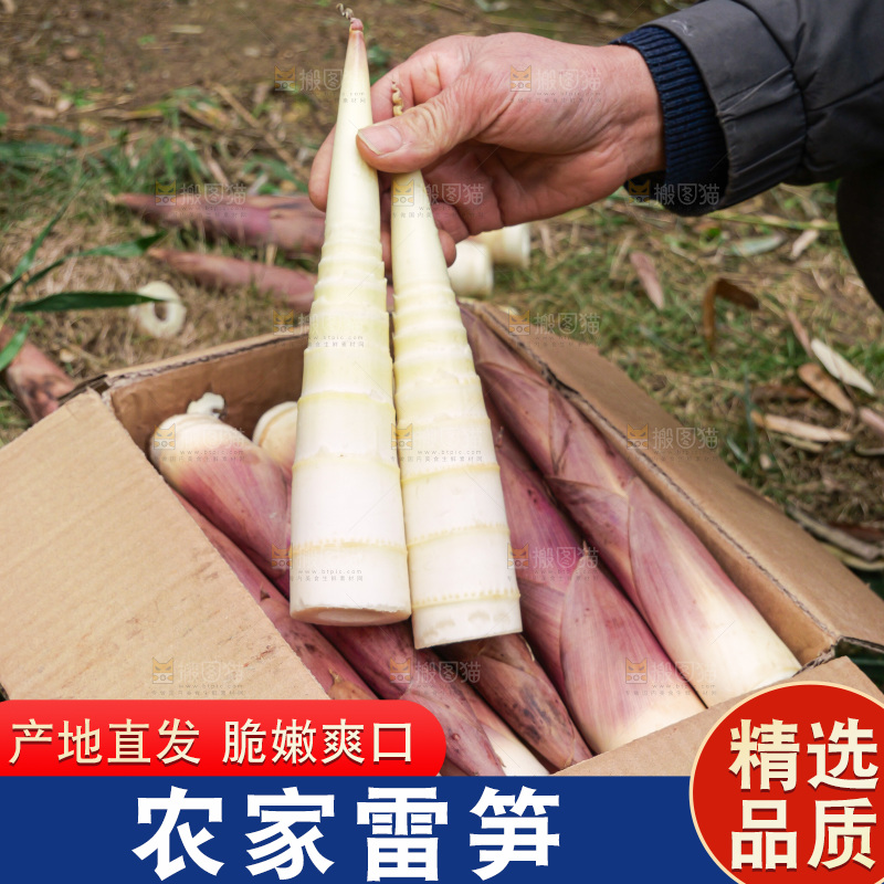 手里拿着新鲜的雷竹笋
