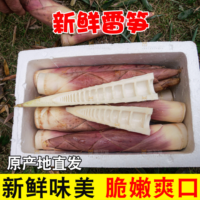 手里拿着新鲜的雷竹笋
