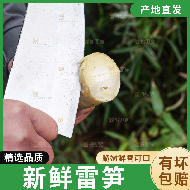 手里拿着新鲜的雷竹笋