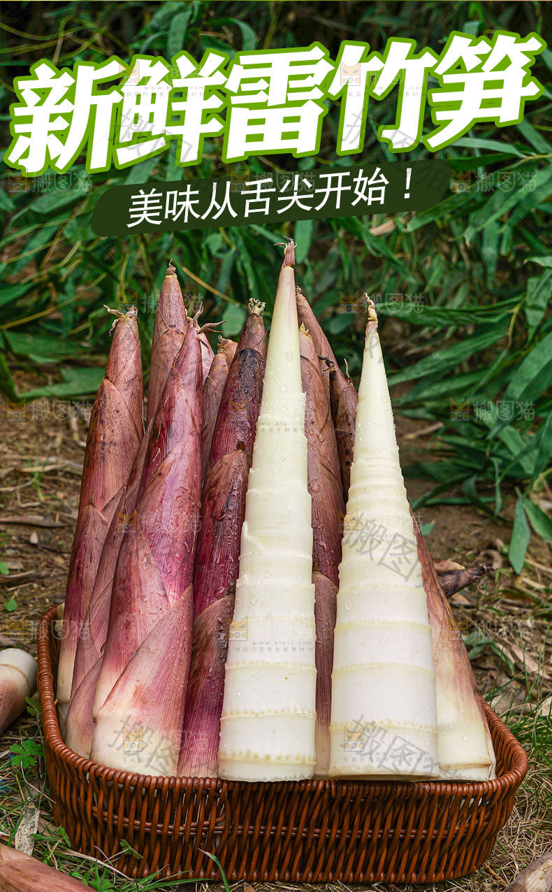 新鲜雷竹笋详情页