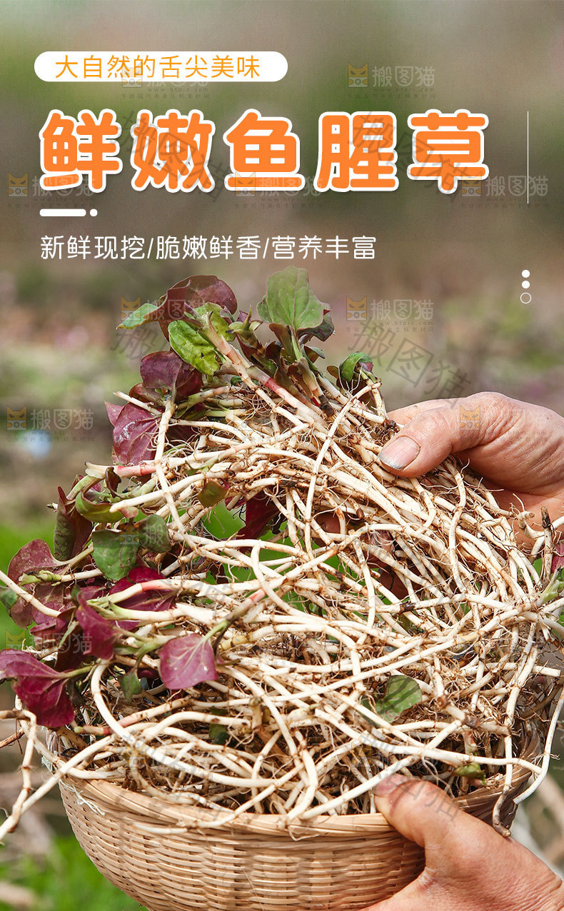 折耳根详情页