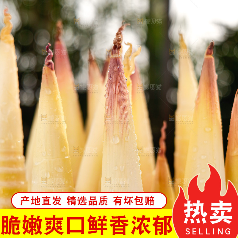 深底上的雷笋