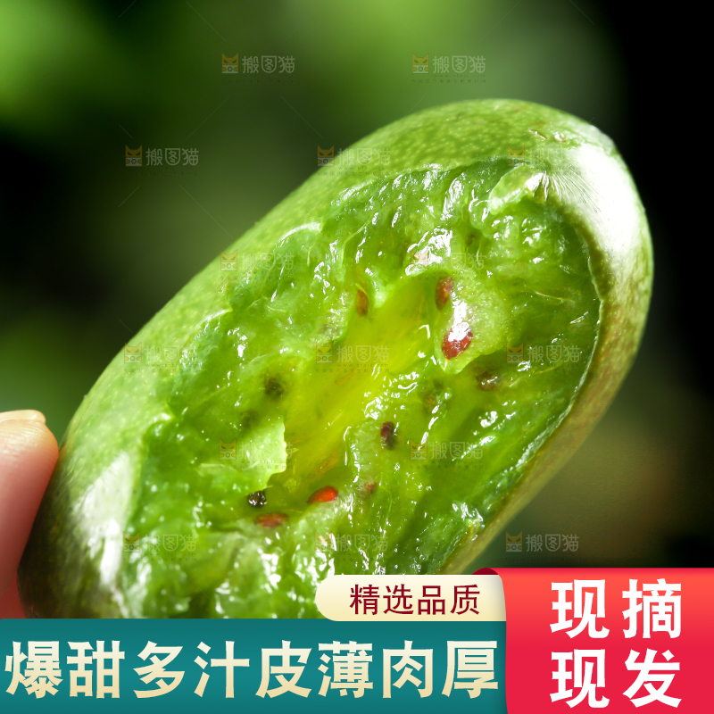 深底上的软枣猕猴桃