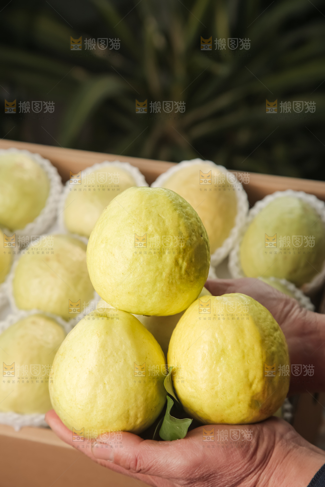 礼盒装的白心芭乐