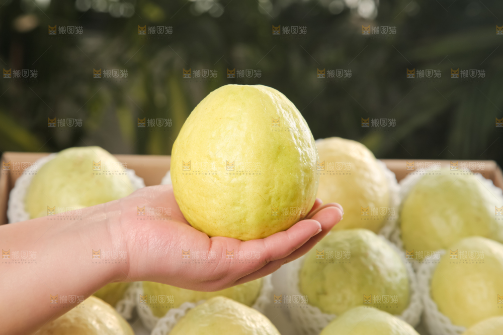 礼盒装的白心芭乐