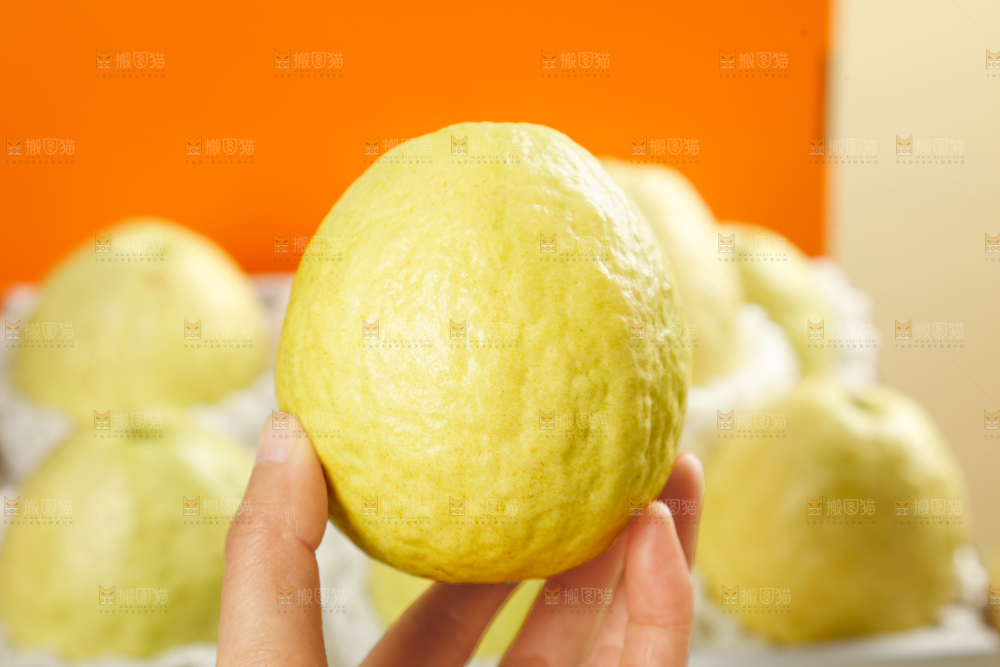 礼盒装的白心芭乐
