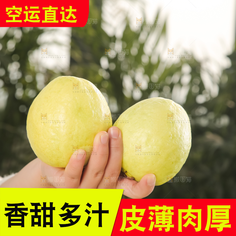 深底上的白心芭乐