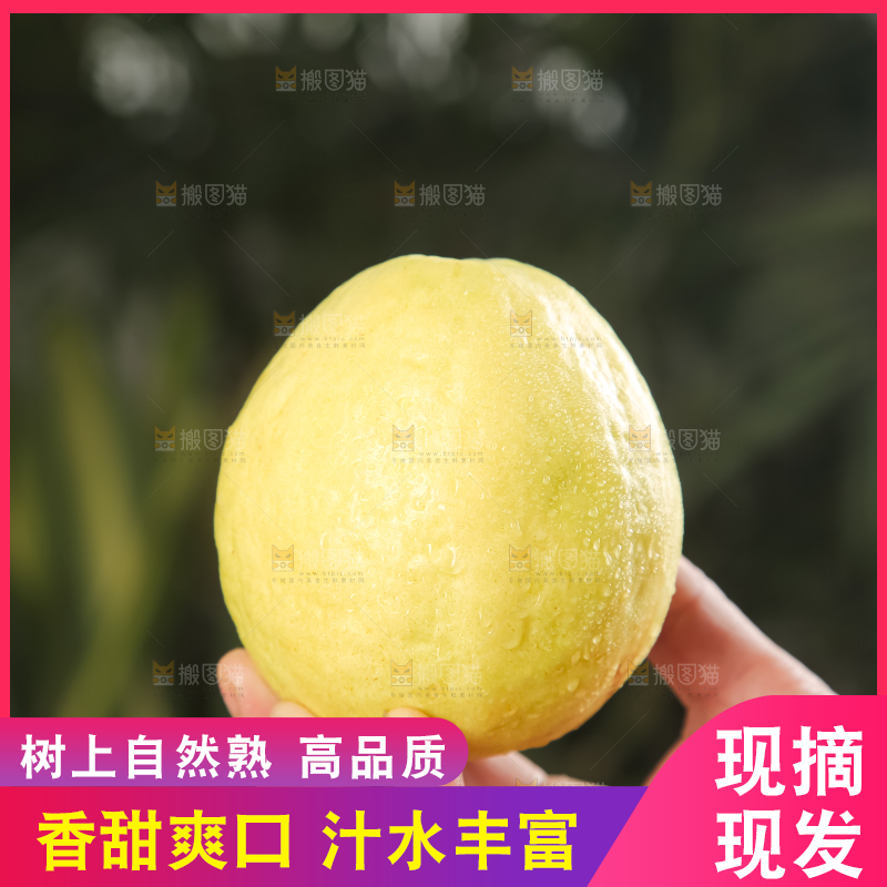 深底上的白心芭乐
