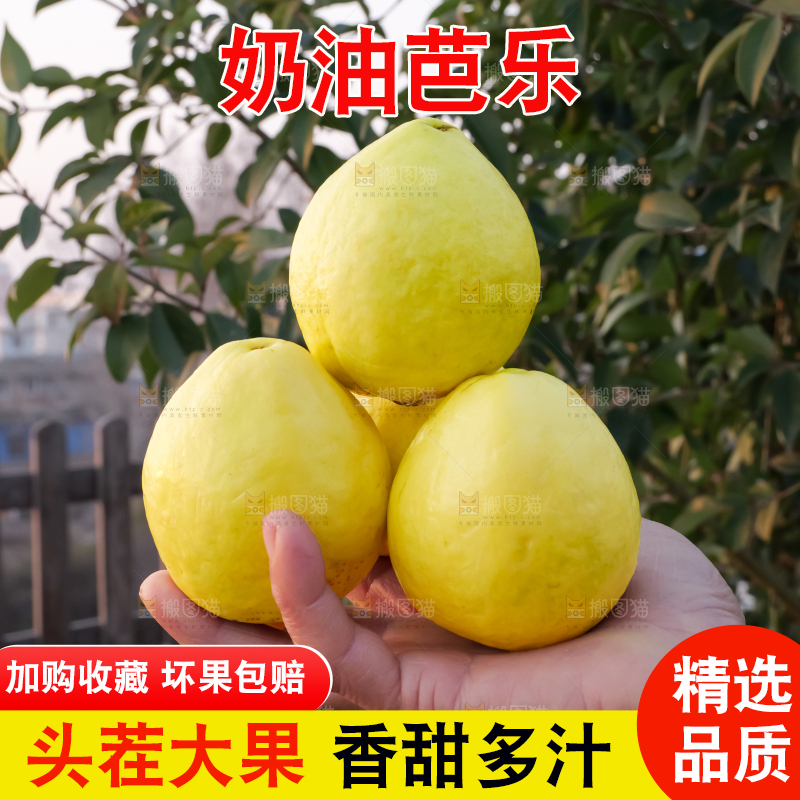 手里拿着白心芭乐