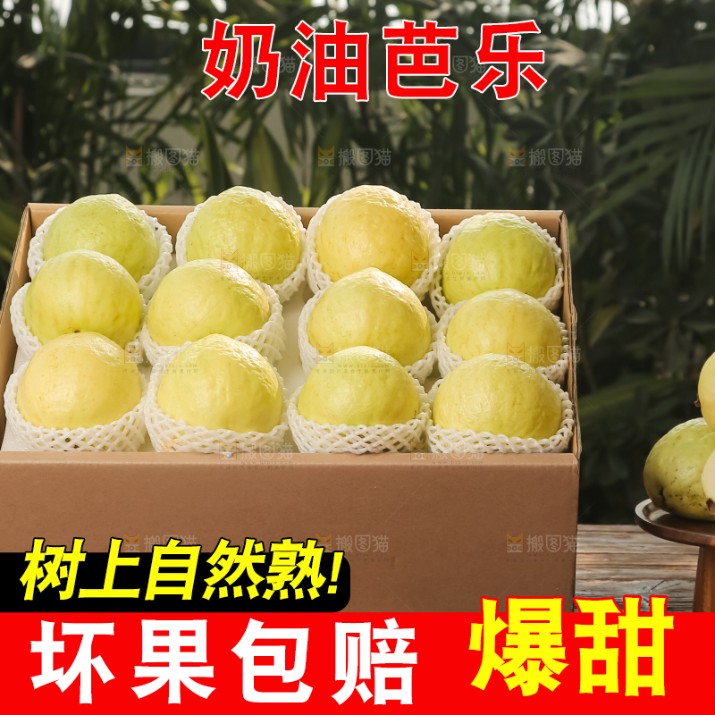 礼盒装的白心芭乐