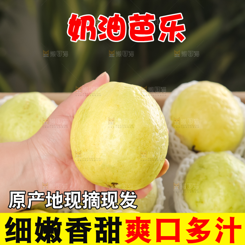 礼盒装的白心芭乐