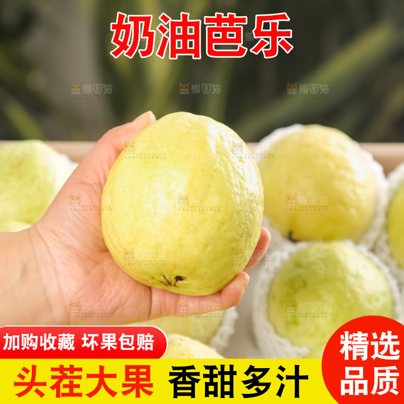 礼盒装的白心芭乐