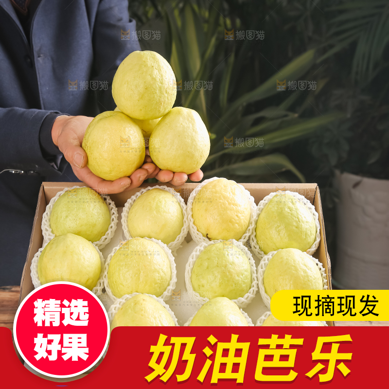 礼盒装的白心芭乐