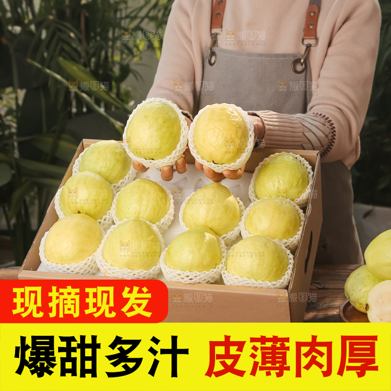 礼盒装的白心芭乐
