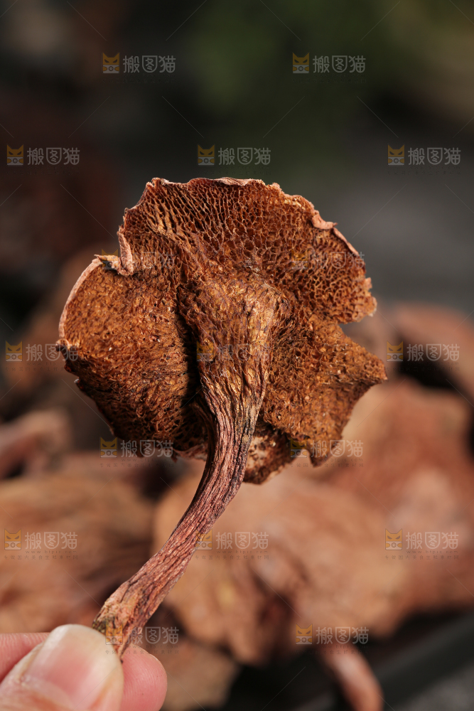 牛肝菌
