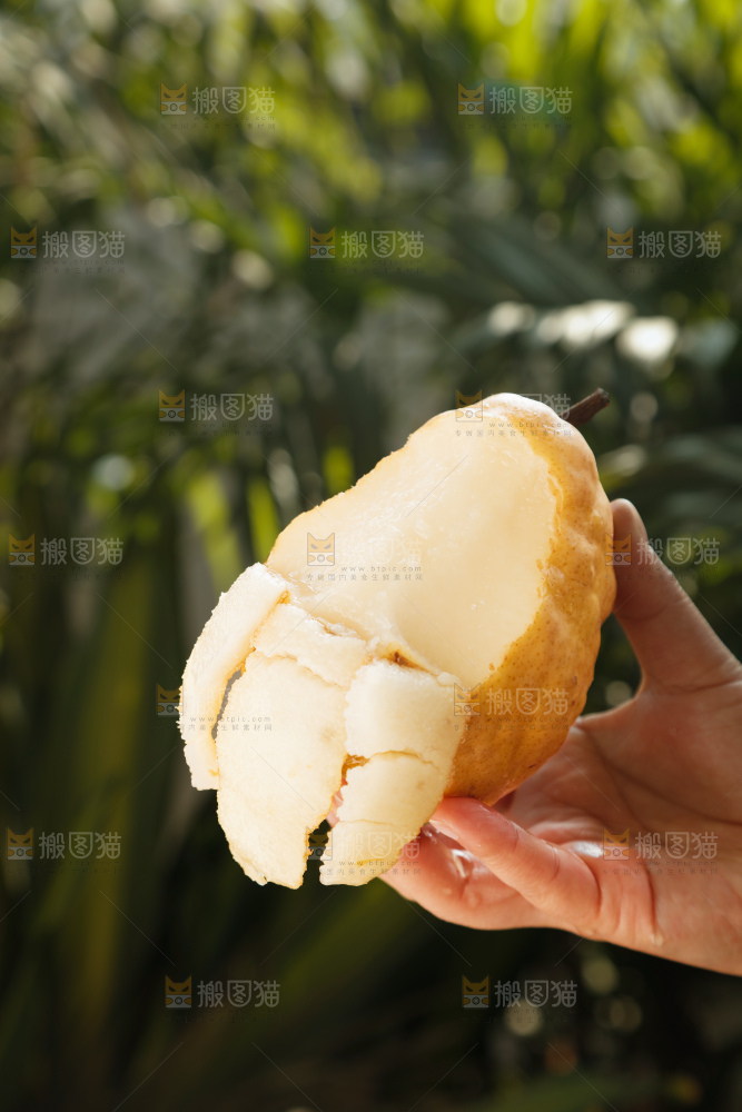 手里拿的丑梨