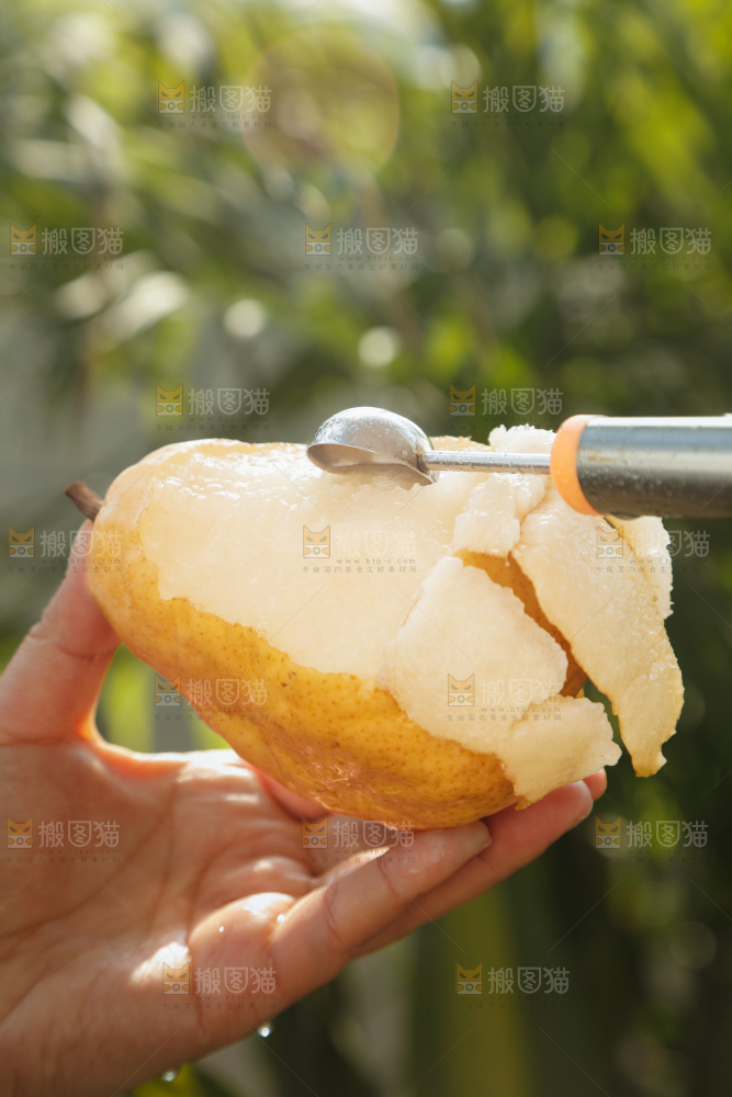 手里拿的丑梨